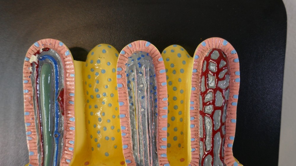 Mueller Ward Small Intestine Model - Anatomy Teaching
