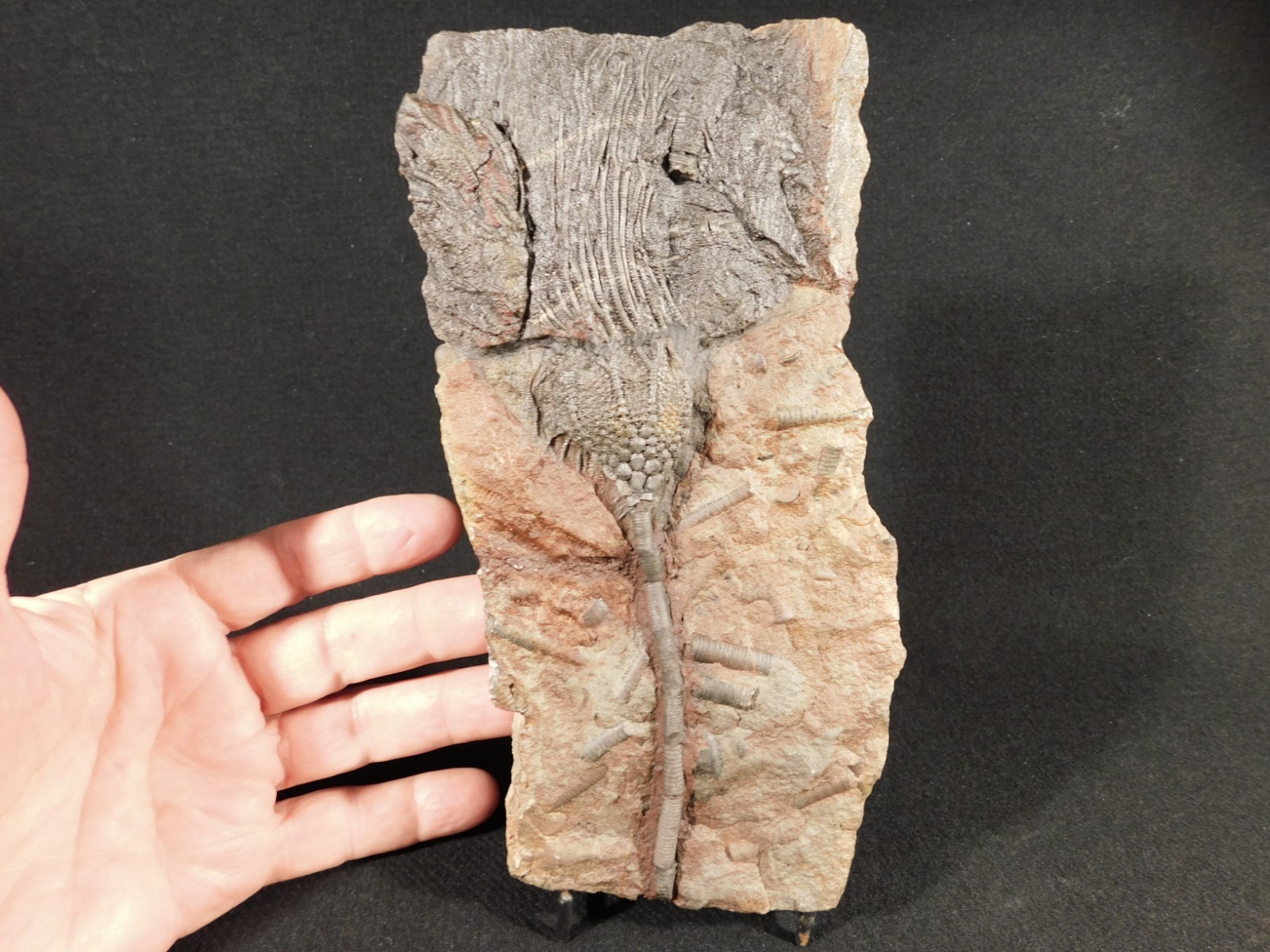 LARGER! 430 Million Year Old! CRINOID Fossil or Sea LILY Fossil Morocco 686gr