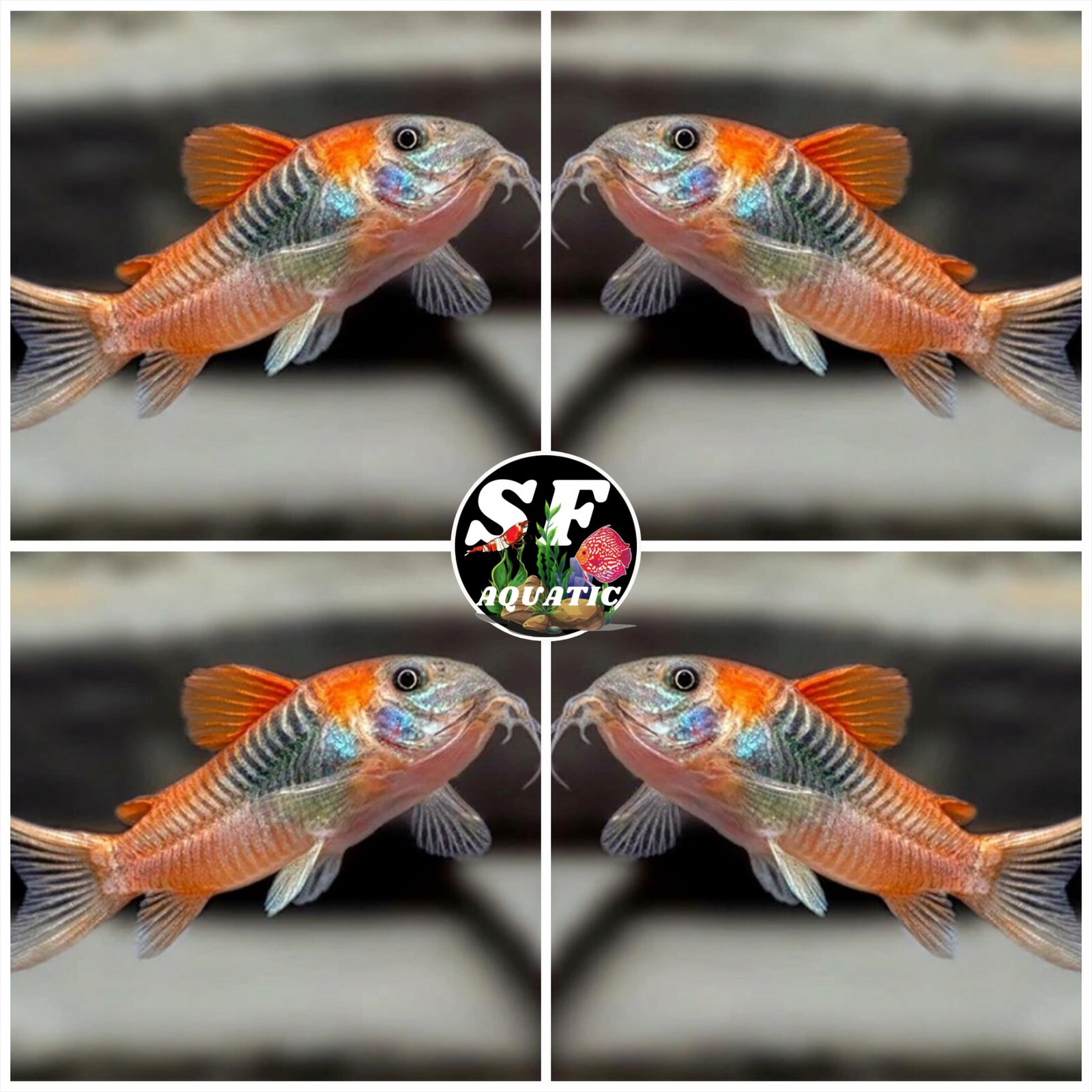 Pack 5 Corydoras SP.AFF.ANEUS 'VENEZUELA' (0.75-1") Live Fish