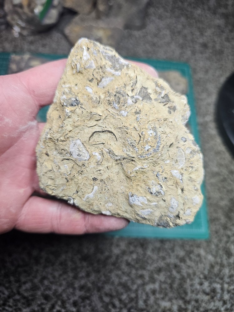 Lot Of Various Unknown Fossils