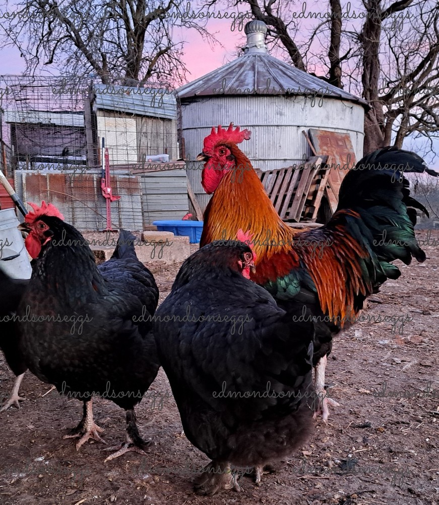 12 Colorful Hatching EGGS.multi Gen Olive EGGER Easter Egger Free Ranging Mix