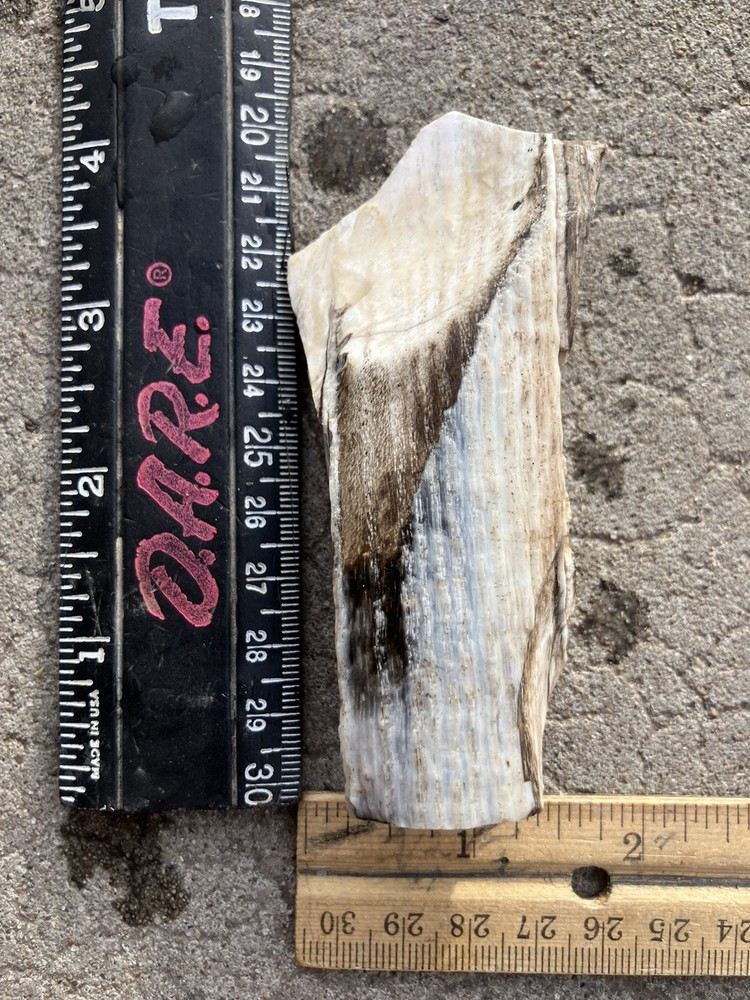 Opalized Petrified Wood