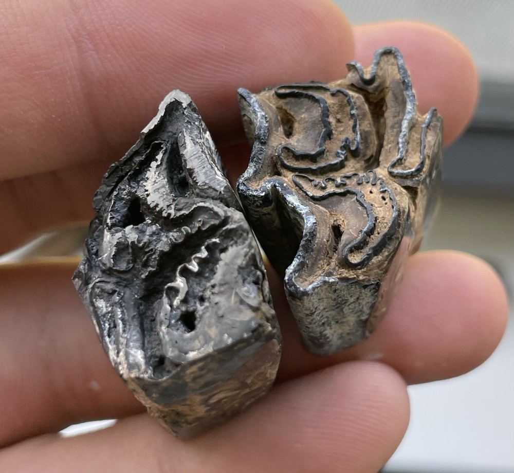 POLISHED HORSE TEETH FRAGMENTS