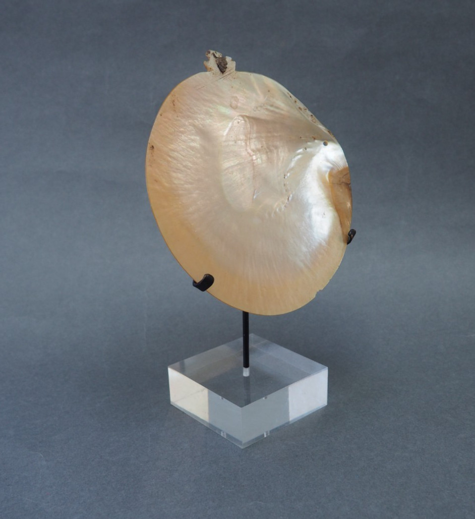 BEAUTIFUL OLD MOUNTED OCEANIC NEW BRITAIN PAPUA NEW GUINEA ARAWE CURRENCY SHELL