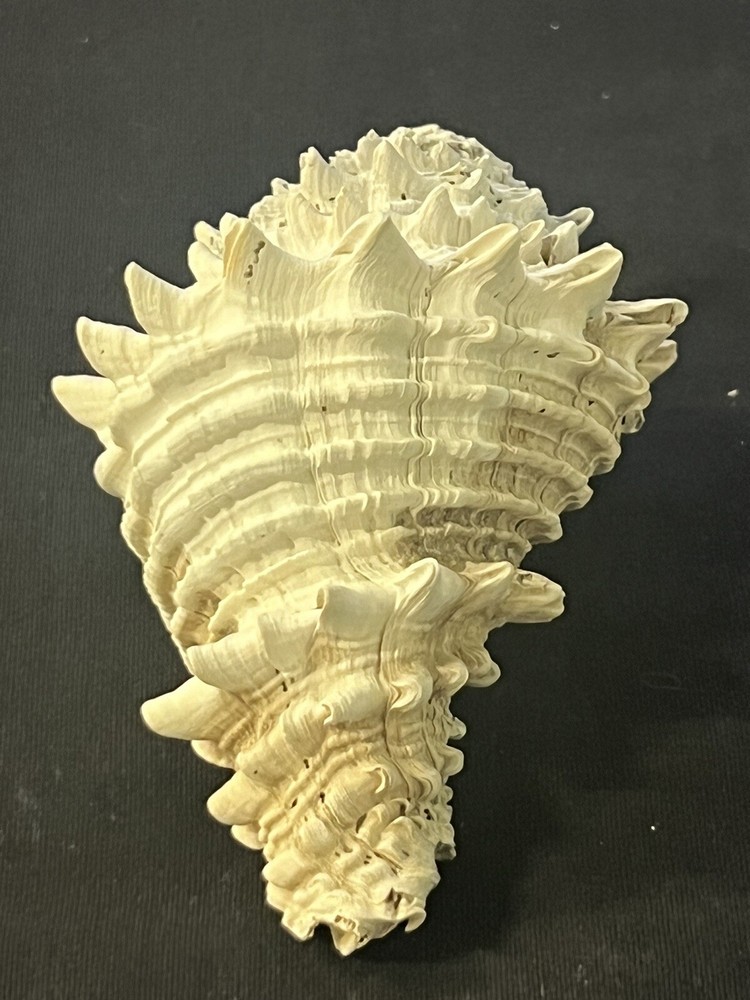 EXTINCT Fossilized VASE Shell From Central Florida, Pliocene Era.