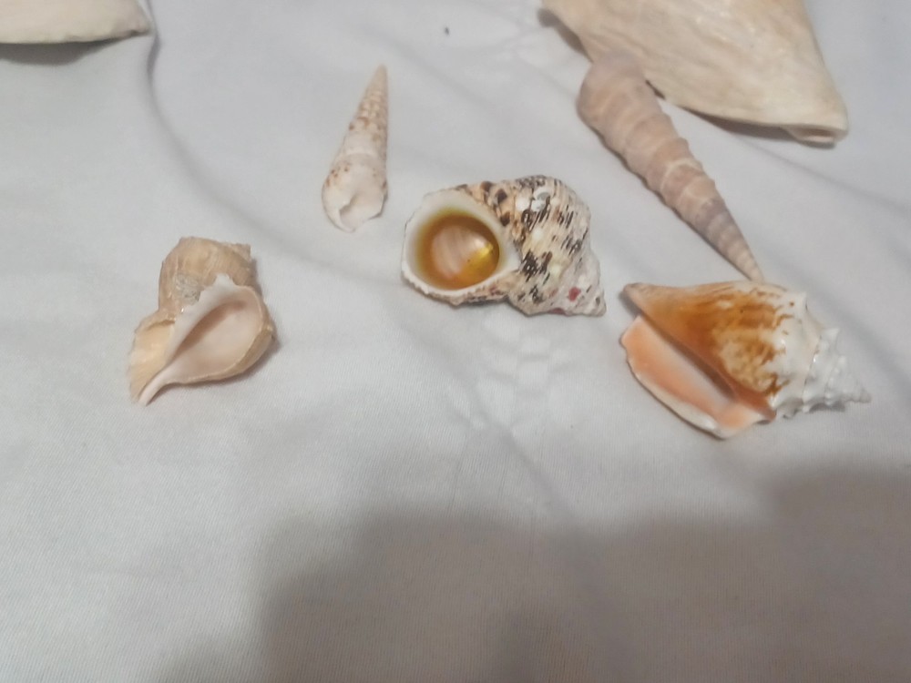 Assorted Large Conch / Seashell Lot See Pics
