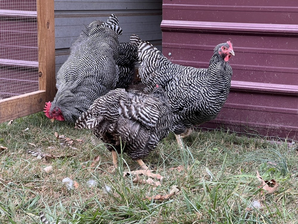 Assorted Large Fowl Hatching Eggs—Exhibition Line