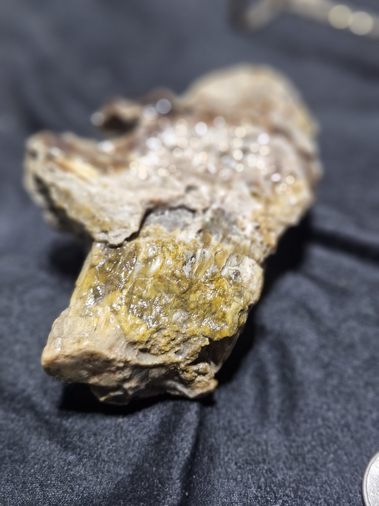 Petrified Wood Limb Specimen (7.8oz)
