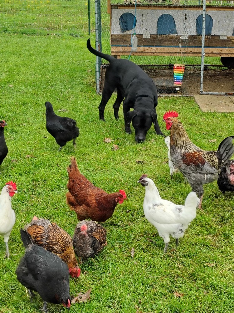 12 Barnyard mix hatching chicken eggs