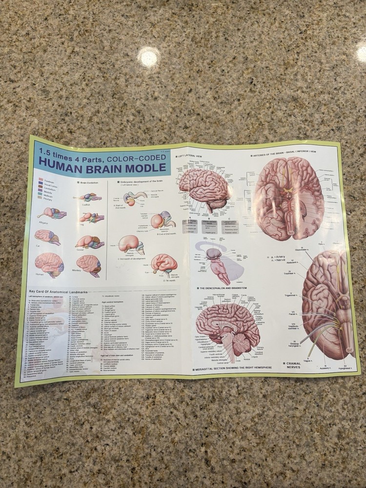 Human Brain Anatomy Model 4-Part Color-Coded w/ Stand & Chart – Educational