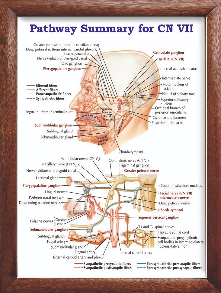 Pathway Summary for CN VII Chart 12x18 inches