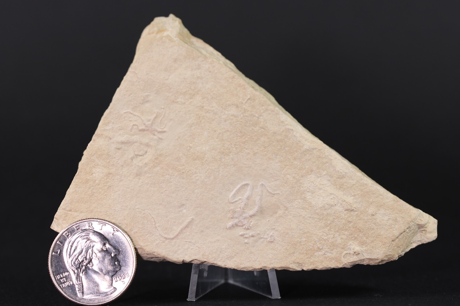 2 Jurassic Brittle Star Fossils Solnhofen Germany COA 5616