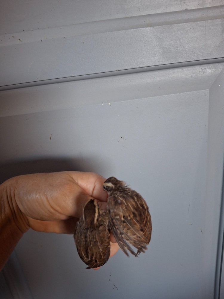 8 Jungle bush quail hatching eggs