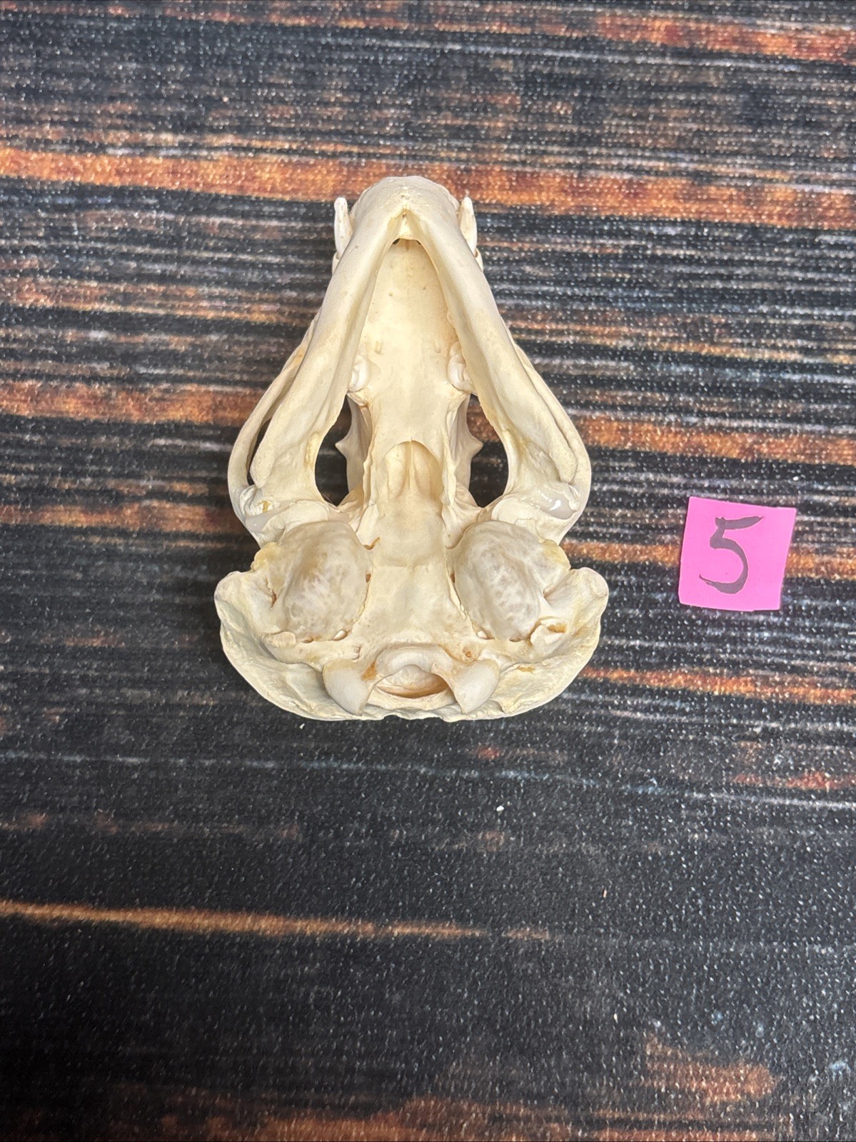 Real XL Badger Skull Unique Gift Halloween Craft Animal Mount Art Model Head Odd