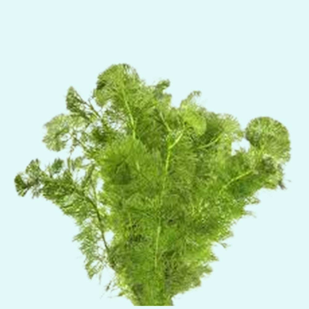 Green Cabomba