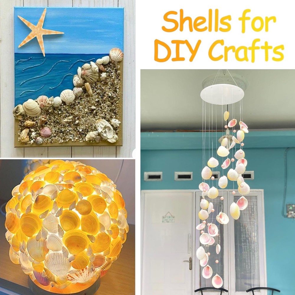 80+ Pcs Natural Seashells, Mixed Starfish Sea Shells for Crafts, Various...