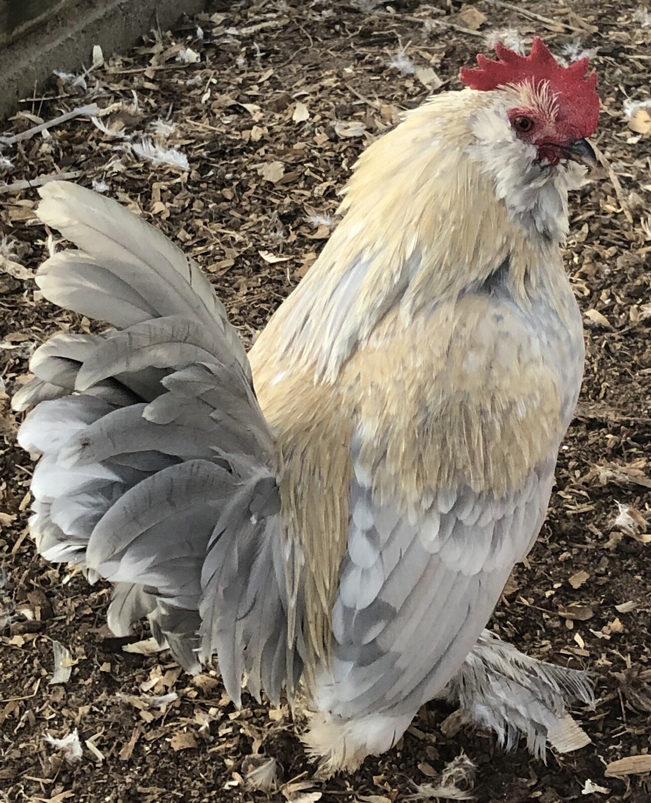 12+ PORCELAIN D’UCCLE BANTAM Fresh Hatching Eggs. Laying Now.