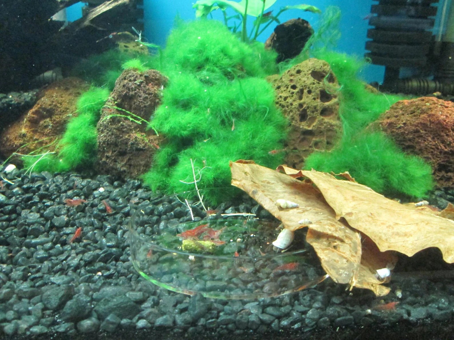 Small Indian almond leaves 5inch - 6inch Catappa, Ketapang for shrimp Beta Fish