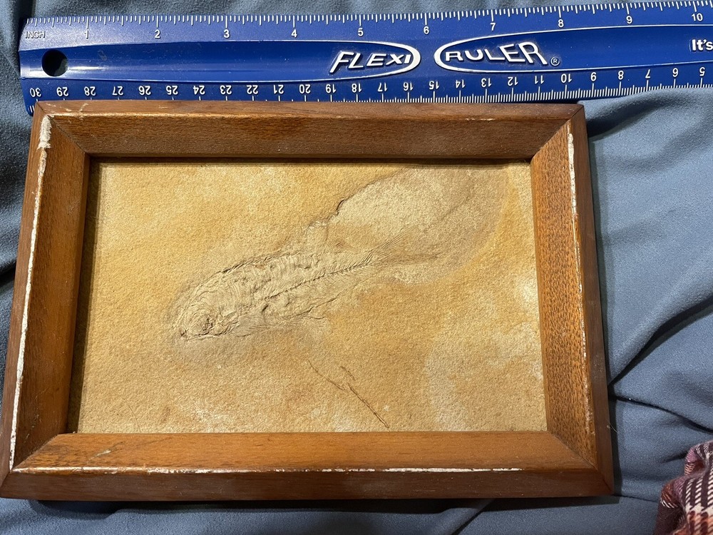 5x7 Framed Solid Fossil Fish Plate