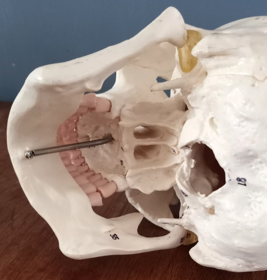 Anatomy - Human Skull lModel