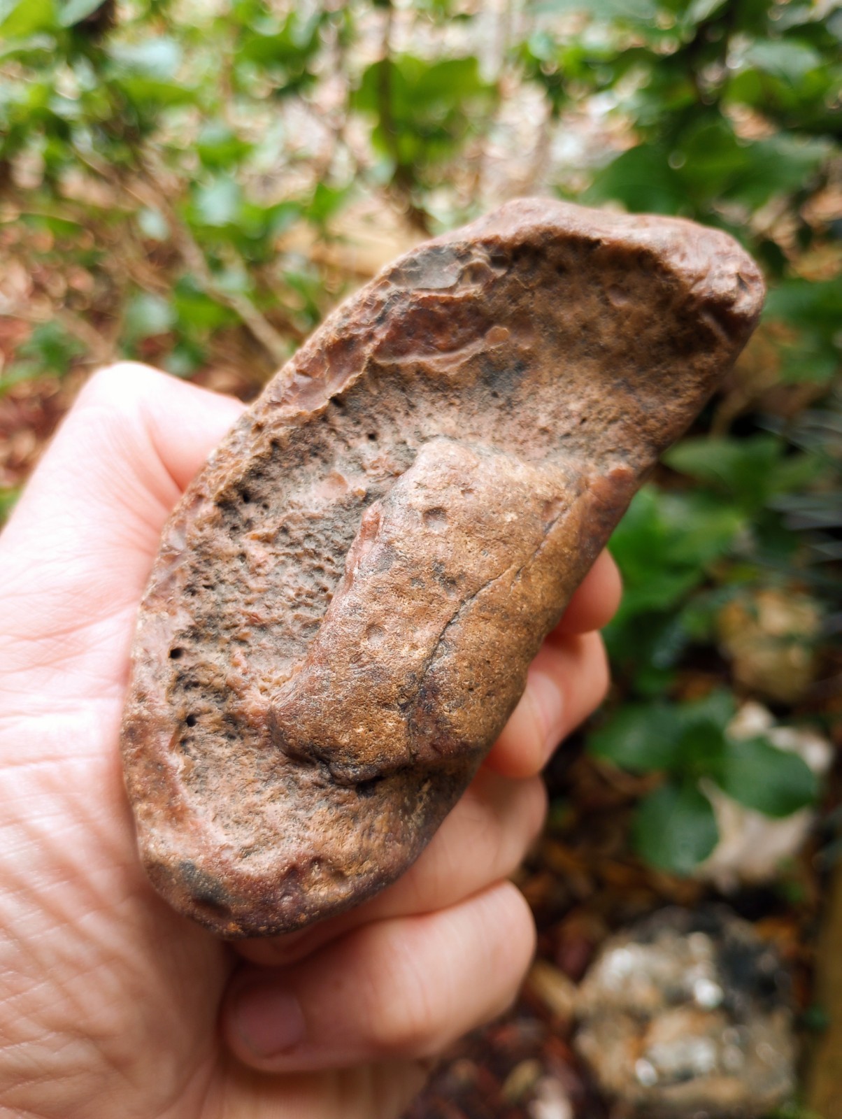 Fossilized Whale Ear Bone | Massive 4.25" Extinct Mammal Fossil From The Ledge