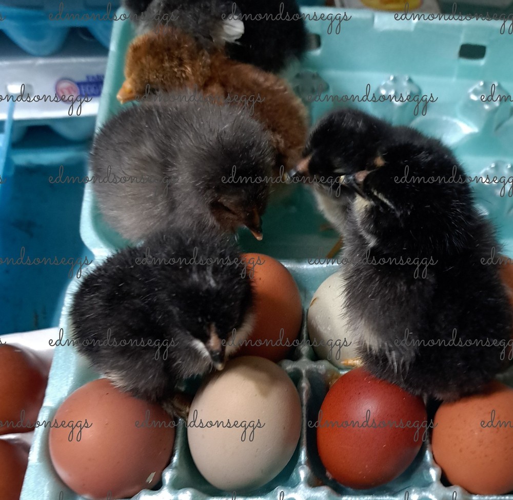 12 Colorful Hatching EGGS.multi Gen Olive EGGER Easter Egger Free Ranging Mix