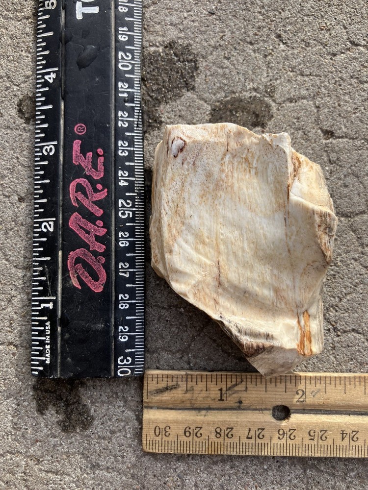 Opalized Petrified Wood