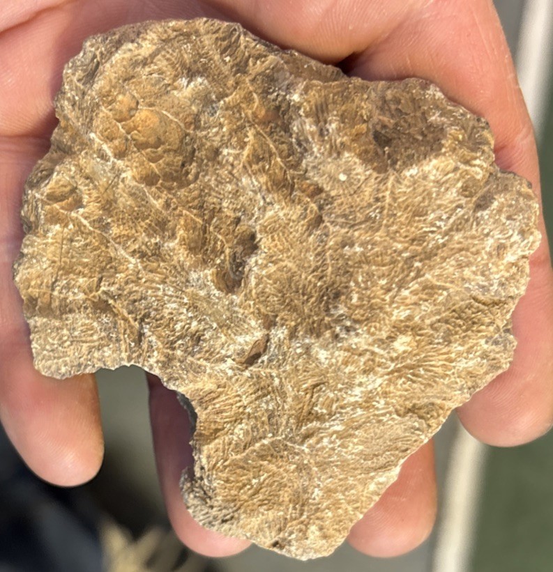 Petrified Coral End Polished