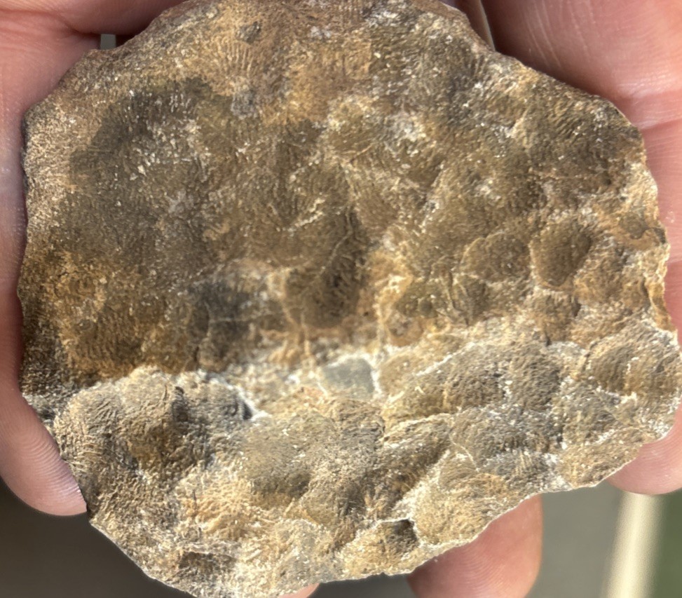 Petrified Coral End Polished