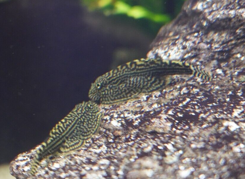 PACK OF 5 - Striped Butterfly Reticulated Tiger Hillstream Loach Algae Eater