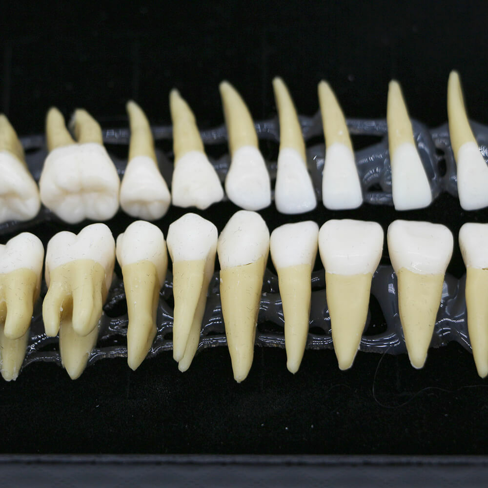 28Pcs 1:1 Permanent Teeth Demonstration Model, Teaching Study Tool