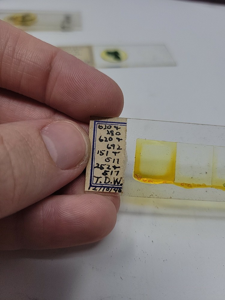 Vintage Microscope Slide 1940