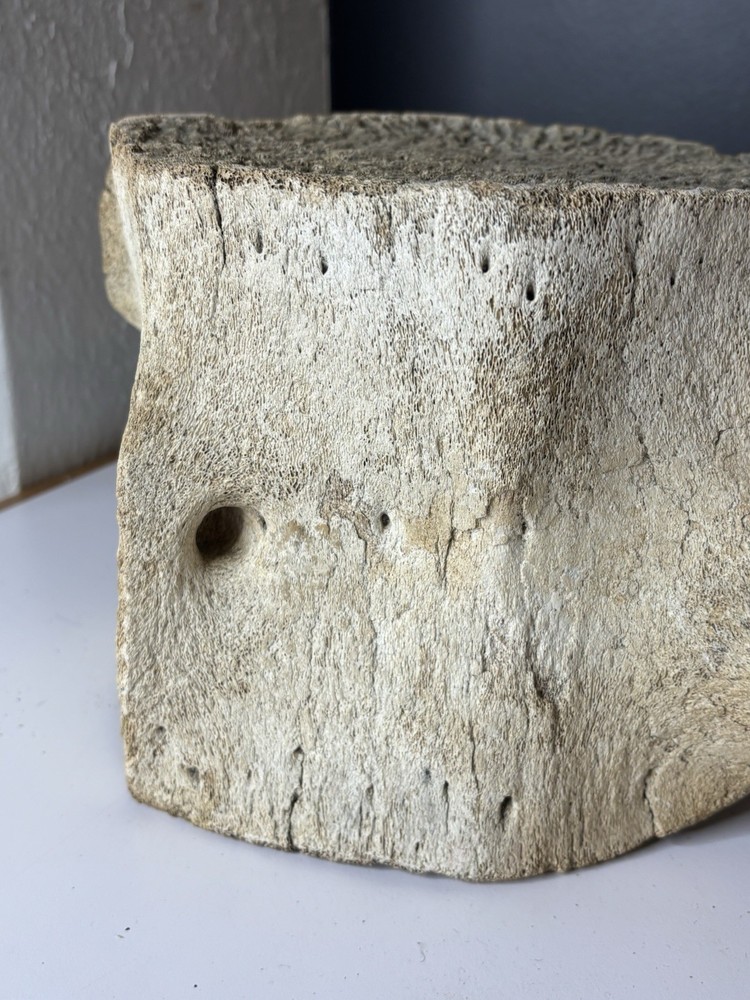 Whale Vertebrae Fossilized LARGE
