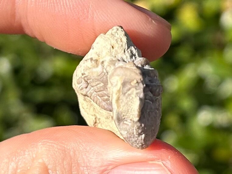 Trilobite Fossil Kainops invius Oklahoma Devonian Bug Bois D’Arc Formation