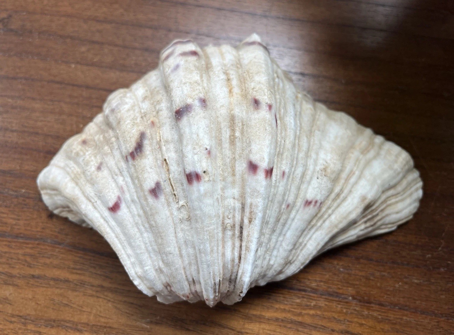 Bear Paw Clam Shell Half 7” X 5” Natural Nautical Beach Decor Real Coastal