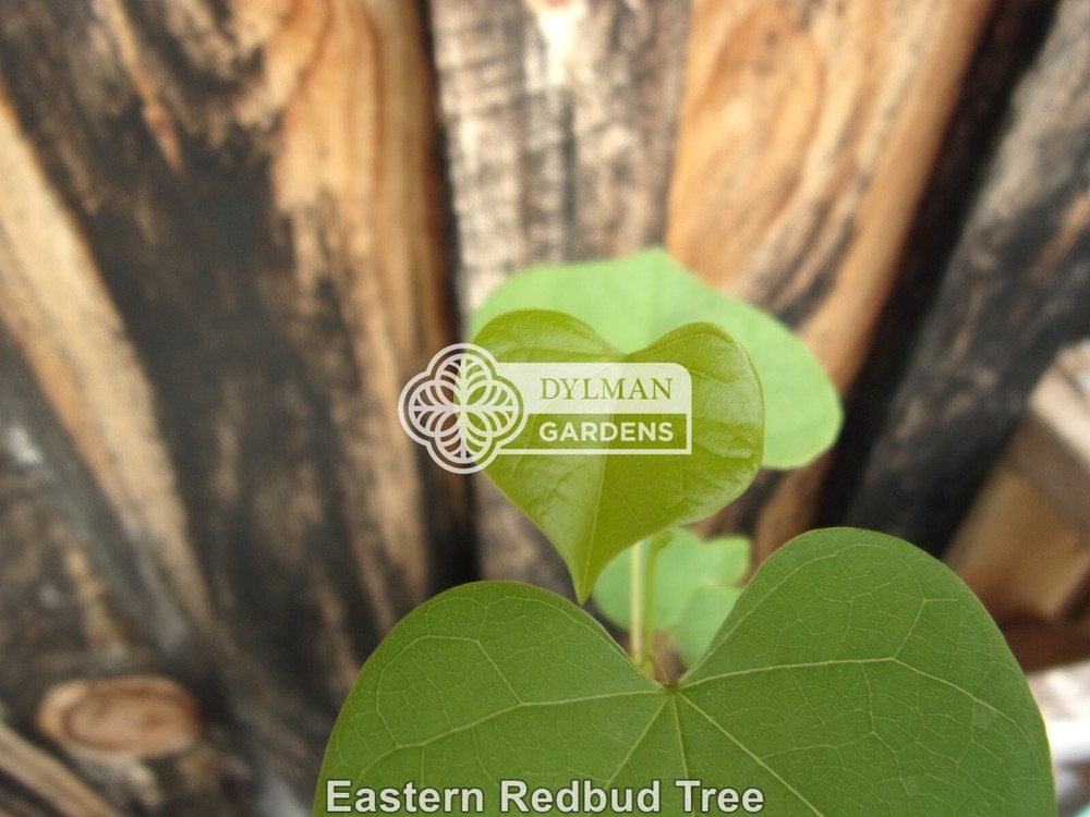 Eastern Redbud Tree (Cercis canadensis) - Pink Spring Blooms - Multiple Sizes