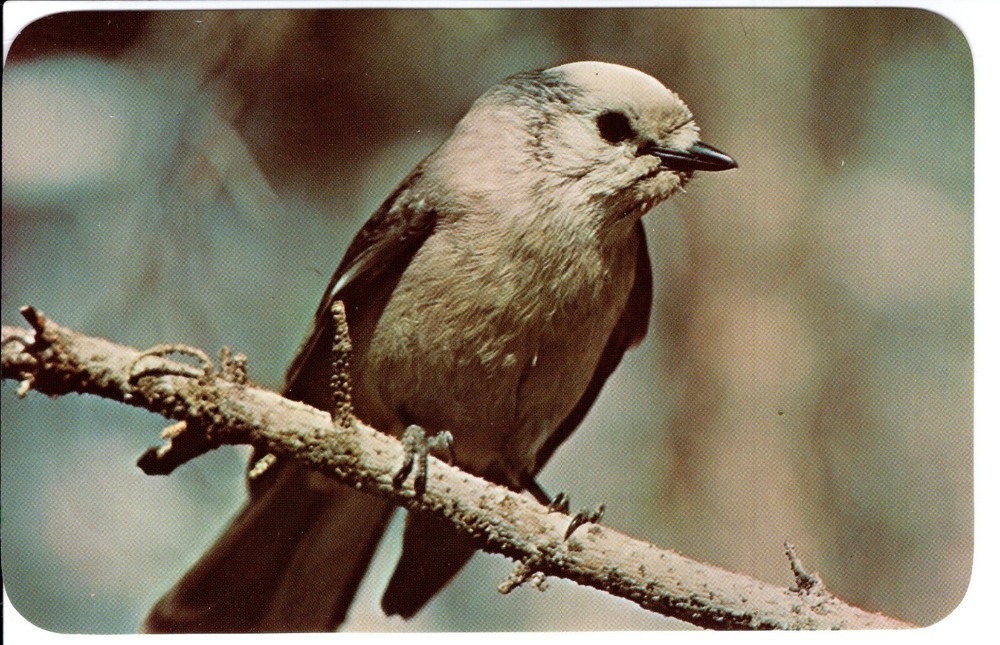 CANADIAN JAY - PC2699