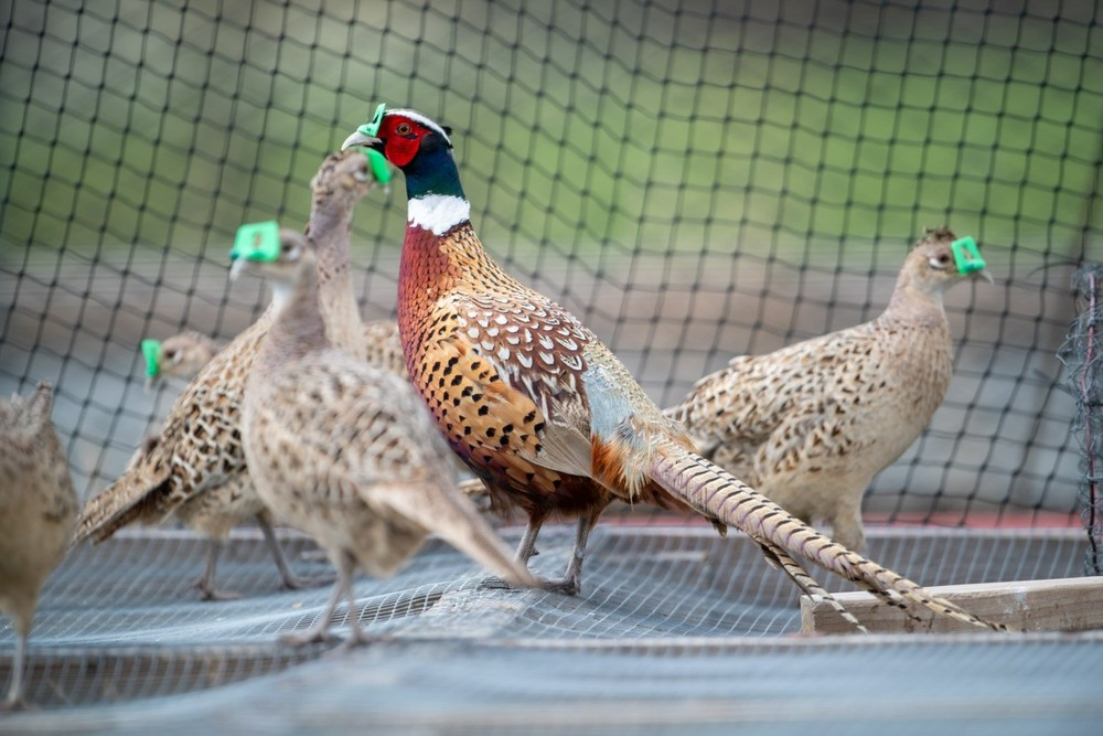 12+ Ringneck Pheasant Color Combo Hatching Eggs