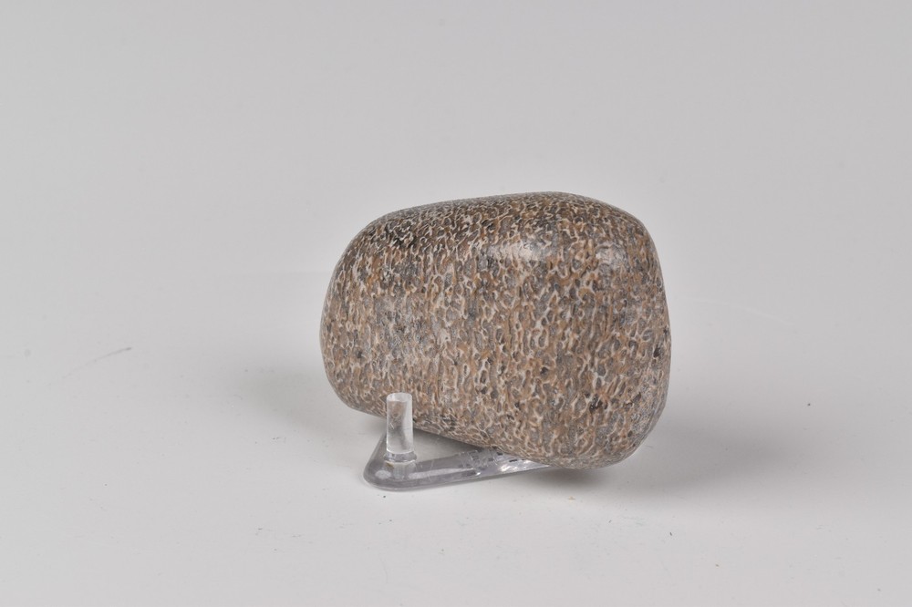 Polished Dinosaur Bone from Morocco 5.0 cm # 21584