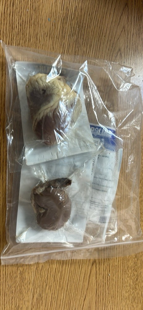 Carolina Comparative Organ Dissection Kit