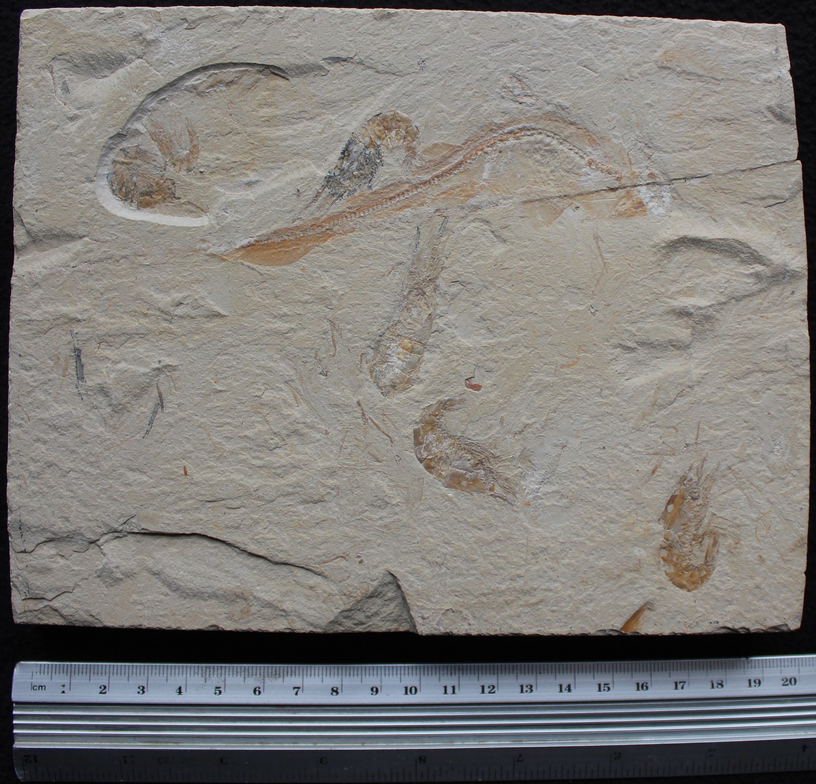 Shark  Plate - Budget Specimen with 6 Shrimps - Cretaceous Fossils Lebanon