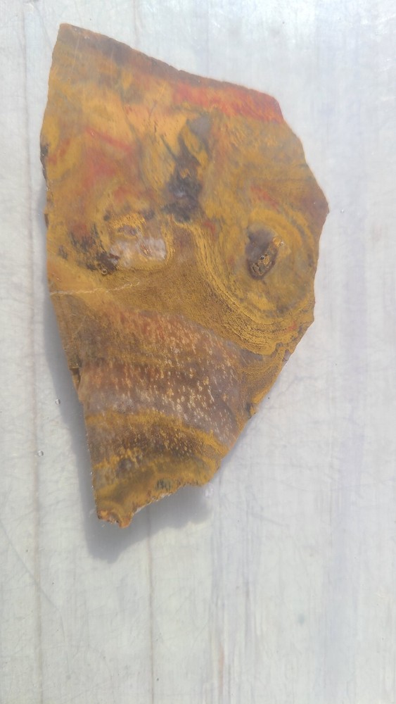 Petrified Wood Slab
