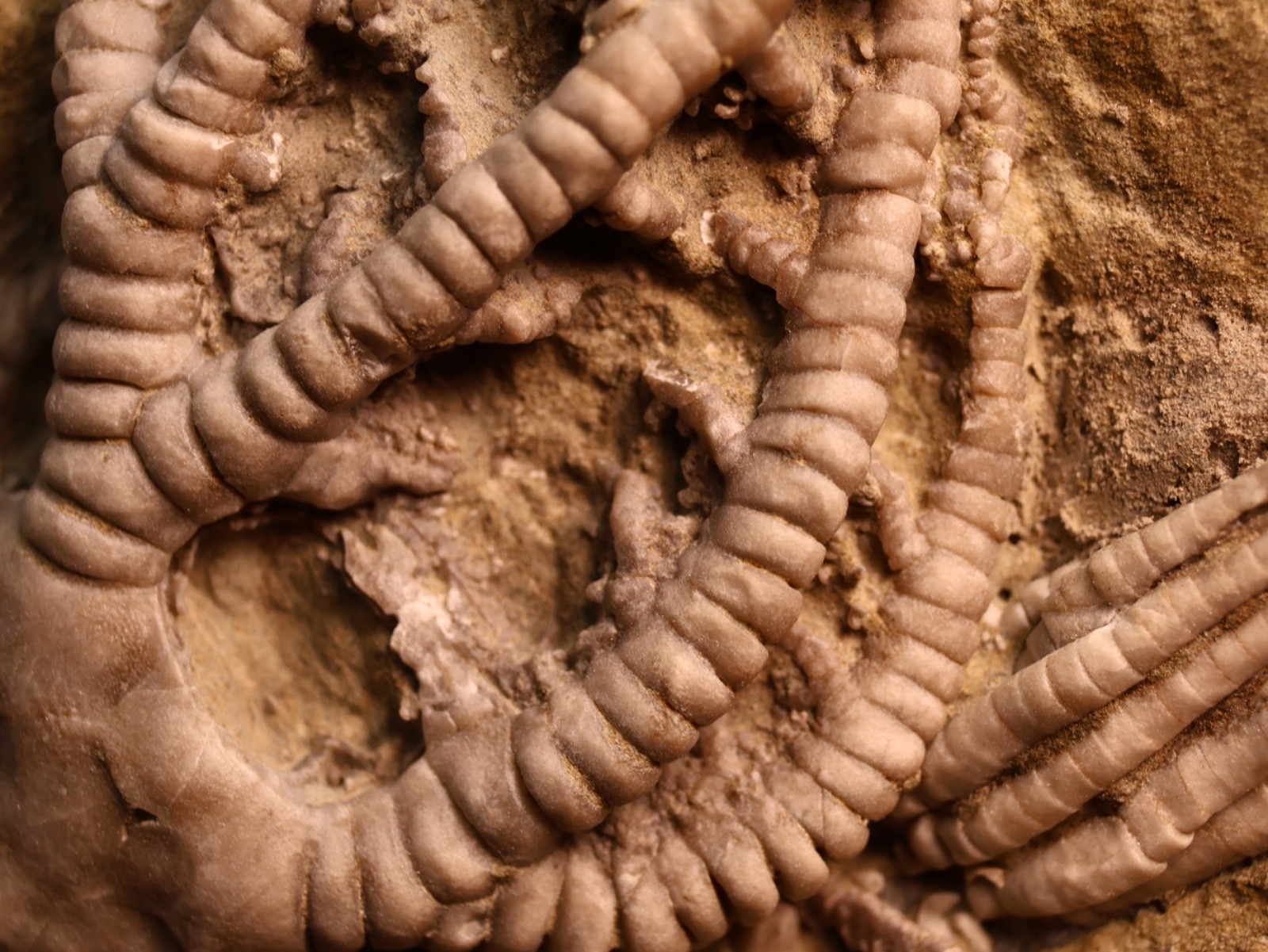 Vortex of Fossil Crinoids, Crawfordsville, IN
