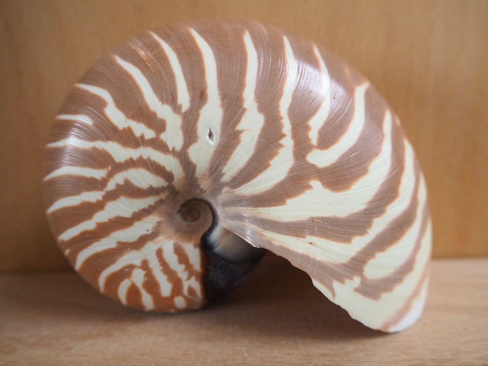 Seashelle Nautilus Macromphalus Shell New Caledonia