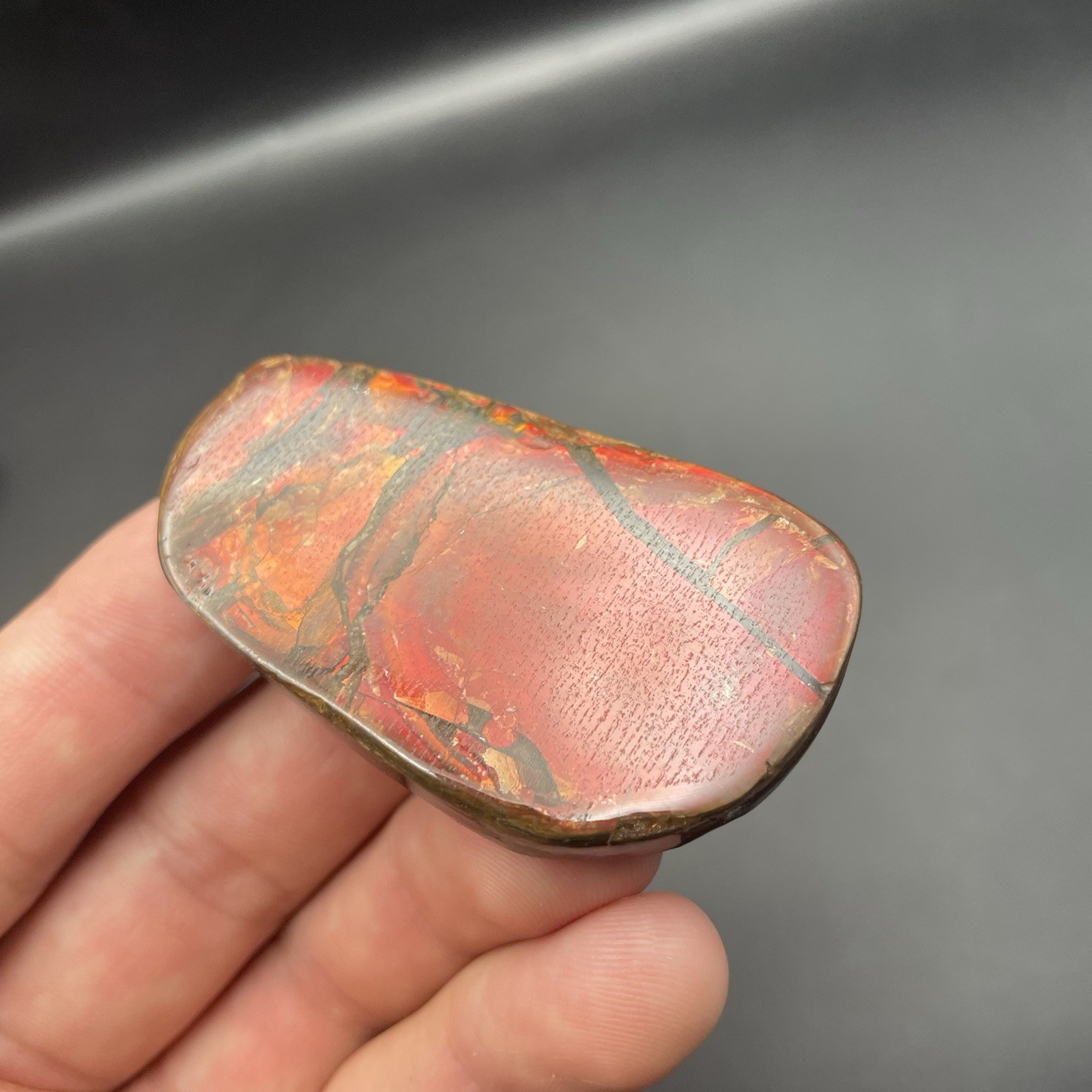 Beautiful Deep Red Ammonite Fossil Canadian Ammolite Alberta