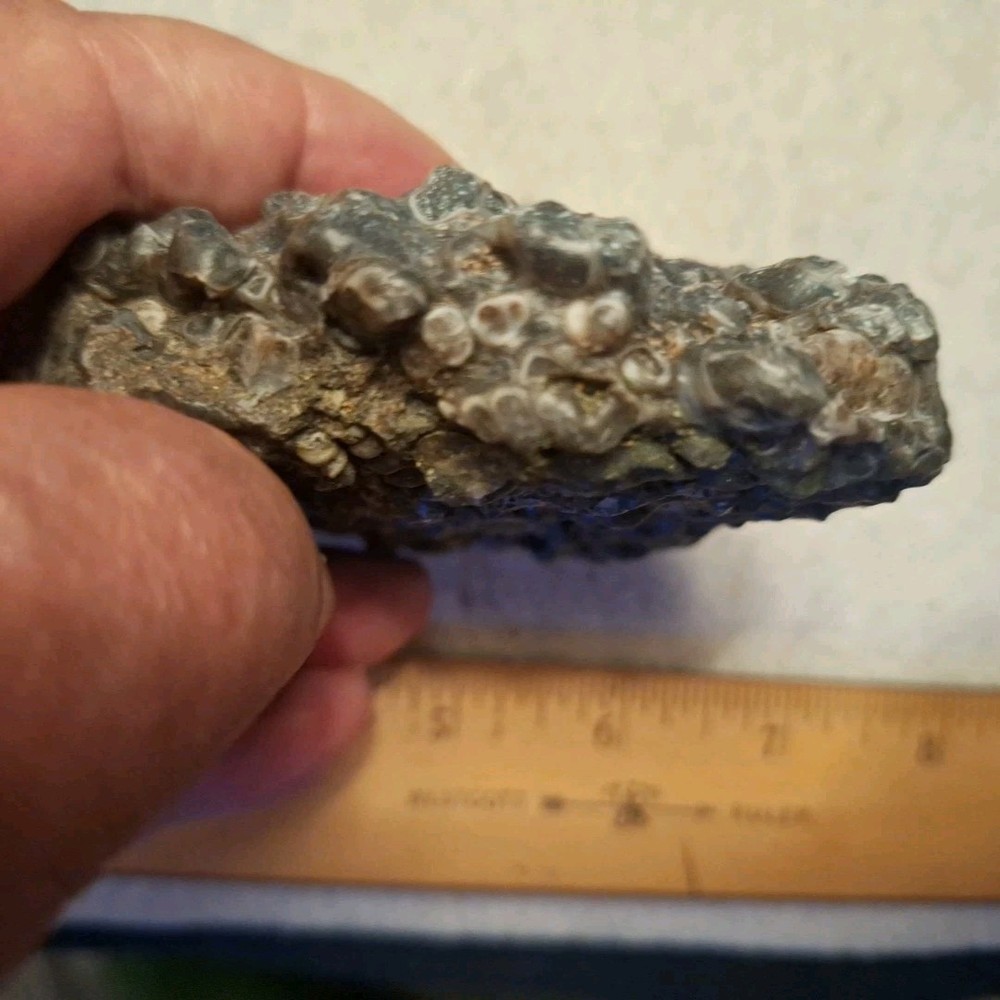 Nice Turritella agate Fossil Specimen