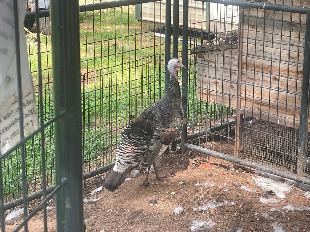 10 heritage turkey hatching eggs. Narragansett and slate