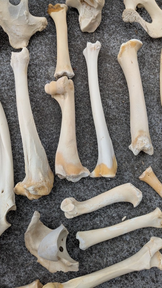 Bone Lot Farm NoBleach NoBoil NEED DEGREASE 30pc NaturallyDeceased MIX long bone