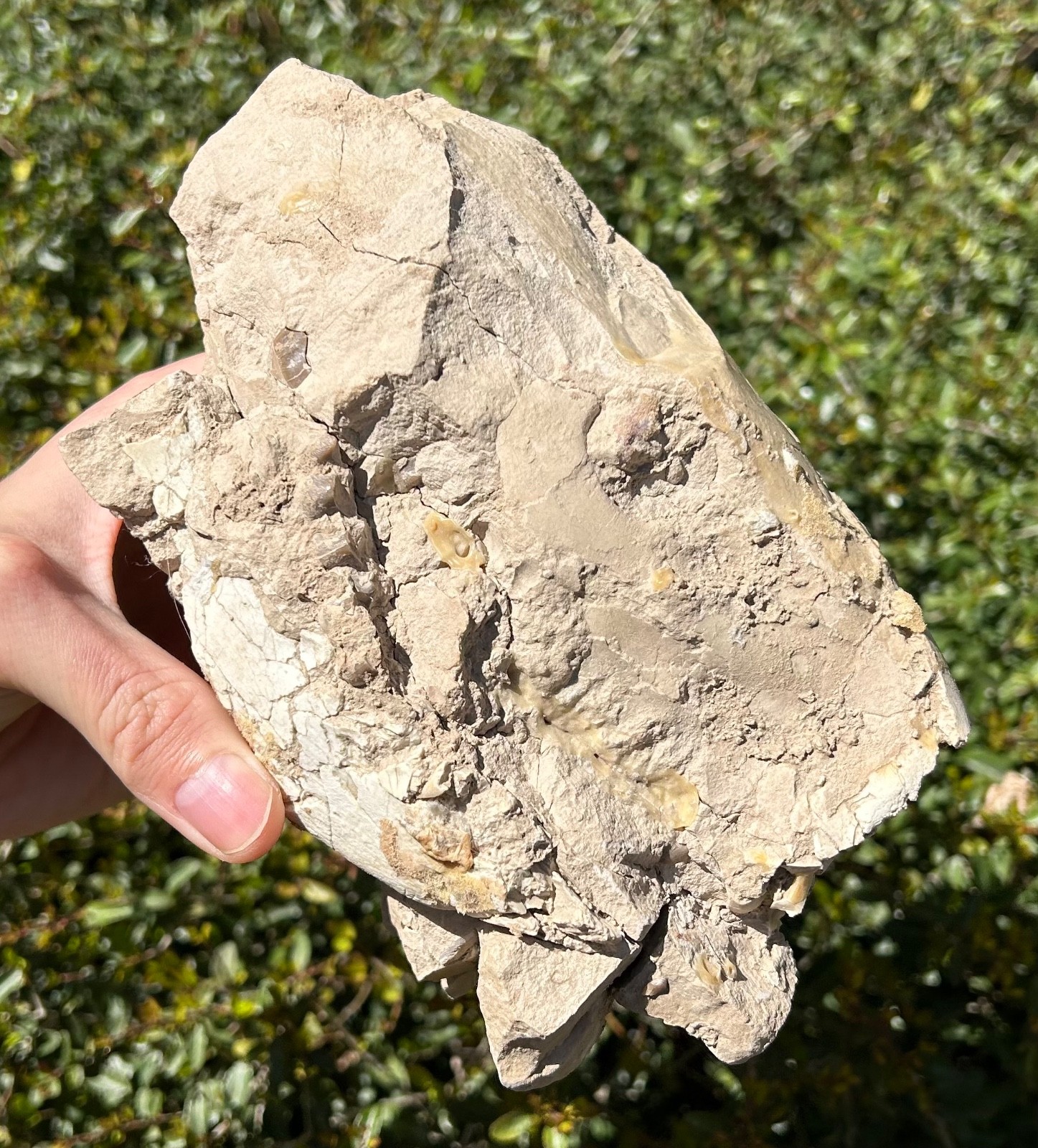 Fossil Oreodont Skull White River Oligocene Mammal Burke Formation Nebraska