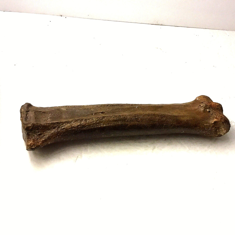 Prehistoric Early Horse Bone?